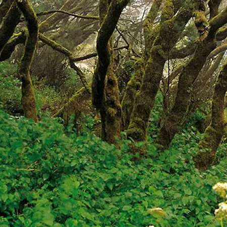 Arcos Del Laurel Apartment Moya (Gran Canaria)