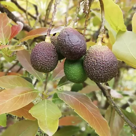 Arcos Del Laurel Apartment