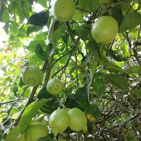 Arcos Del Laurel Moya (Gran Canaria)