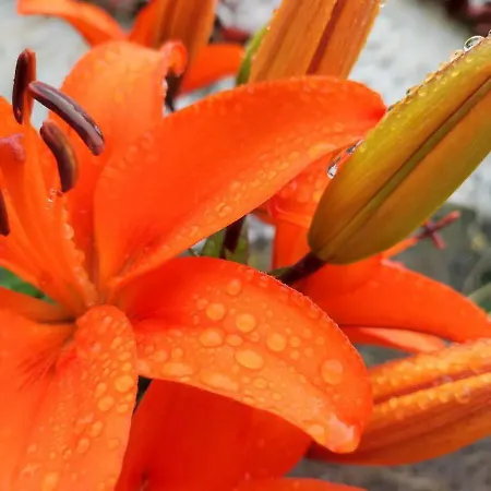 Apartment Arcos Del Laurel