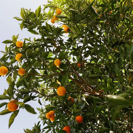 Arcos Del Laurel * Moya (Gran Canaria)