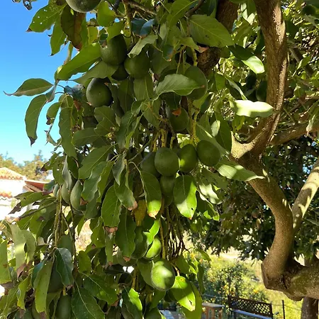 Apartment Arcos Del Laurel *