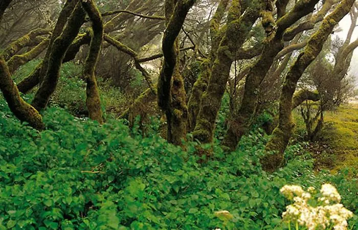 Arcos Del Laurel Appartamento Moya (Gran Canaria)
