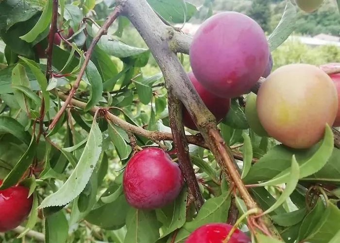 Arcos Del Laurel Appartamento Moya (Gran Canaria)
