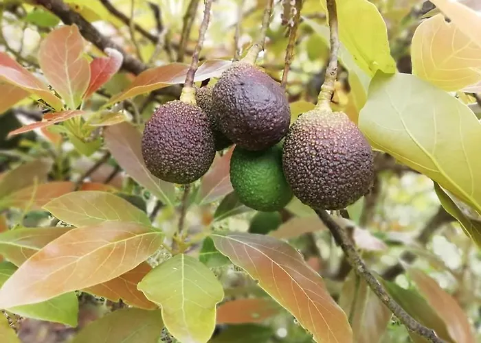 Arcos Del Laurel Appartamento