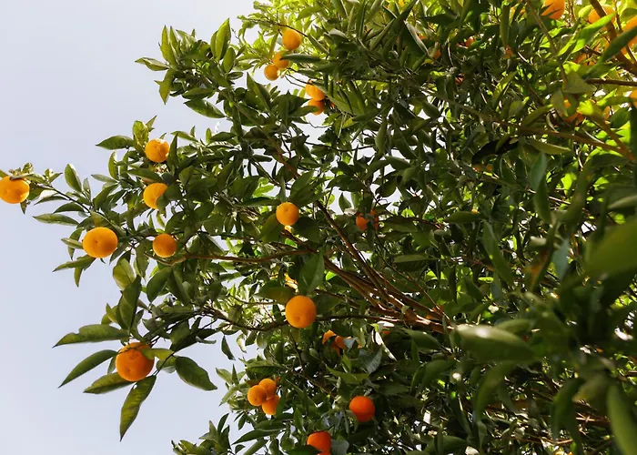 Arcos Del Laurel * Moya (Gran Canaria)