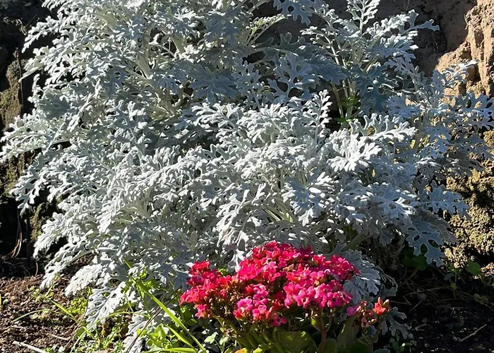 Arcos Del Laurel Moya (Gran Canaria)