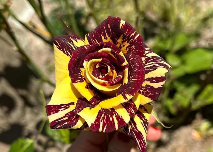 Arcos Del Laurel Appartamento *