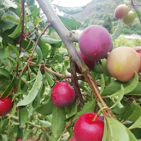 Arcos Del Laurel דירה Moya (Gran Canaria)